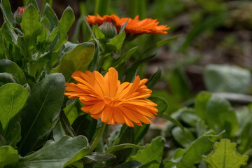 Calendula orange flower medicinal herb in the garden.