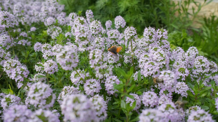 Winter Savory or Satureja Montana lilac flower in the garden design.
