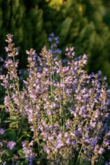 Obraz premium Salvia officinalis purple evergreen medical plant for herbal tea.