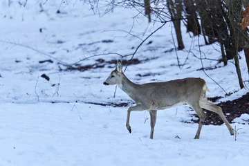 Fotobehang Ree Roe deer in the snow  © Xalanx