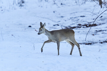 Roe deer in the snow