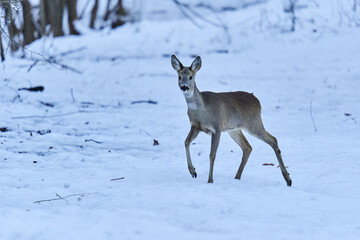Roe deer in the snow