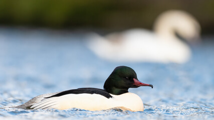 Male goosander or common merganser (Mergus merganser), Edinburgh, Scotland.