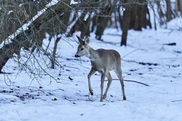 Roe deer in the snow