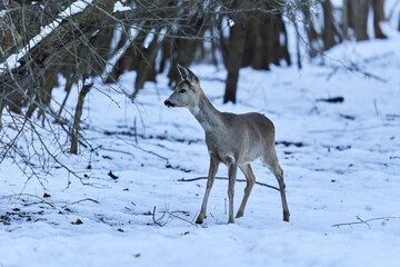 Roe deer in the snow