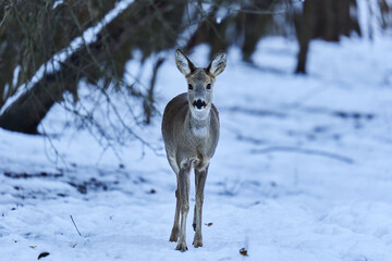 Naklejka na ściany i meble Roe deer in the snow