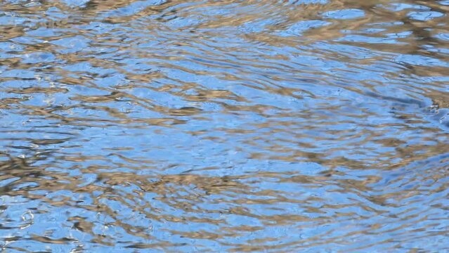 Lavandera Cascadena or gray wagtail, Motacilla cinerea, looking for food in the current of a river.