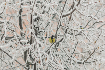 Great tit on a snow-covered linden branch in winter.
