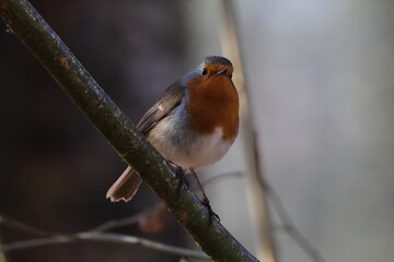 A stunning animal portrait of a Robin Redbreast in the forest