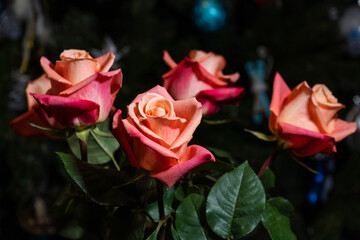 Blooming rose flowers with bright red-orange petals.