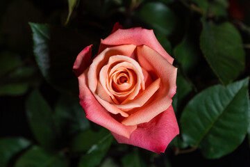 Blooming rose flowers with bright red-orange petals.