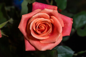 Blooming rose flowers with bright red-orange petals.
