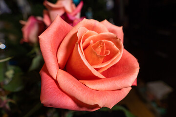 Blooming rose flowers with bright red-orange petals.