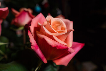 Blooming rose flowers with bright red-orange petals.