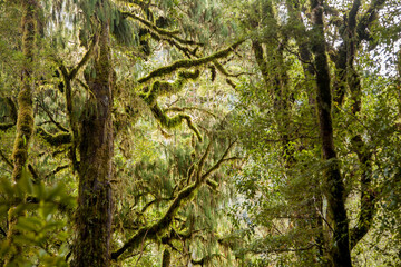 Rainforest fiordland