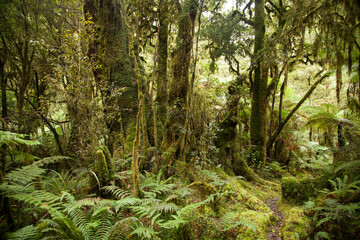 Fototapeta premium Rainforest