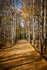 A Colourful woodland scene at fall forest. Autumn colorful park in sunny day. Foliage trees and footpath with fall leaves.