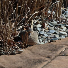 Mourning Dove in the Middle of January