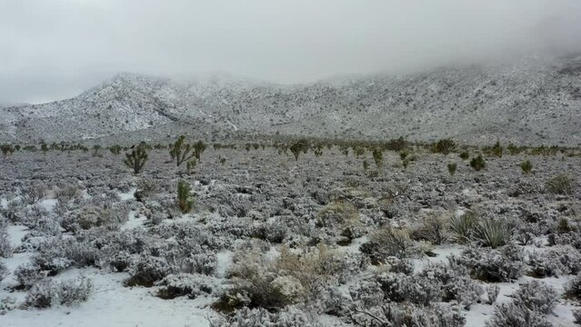 Medium angle aerial push in flyover of desert snow storm snow on Joshua trees with snow covered mountains, overcast sky in background