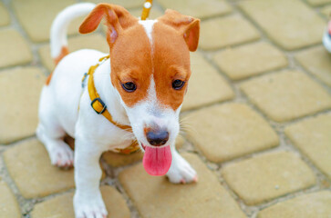 A small dog with a cheerful and gentle expression is sitting on a cobblestone. Emotions of domestic...