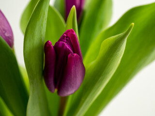 Tulips on a white background. Purple tulips. Close-up.