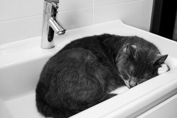 A series of photographs of a domestic cat in black and white. The cat sleeps in a washbasin, pet's favorite place