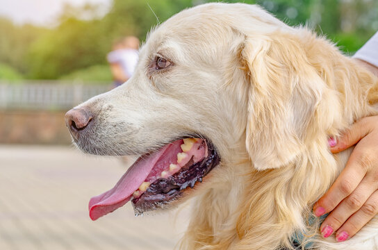 Profile of a large white dog. Labrador, long ears, big nose, red tongue. Female hands hug a beloved pet.