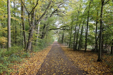 Schöner Waldweg in der Nähe von Weissach im Heckengäu. 