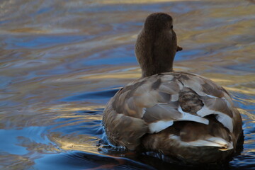 A stunning portrait of a duck at the lake