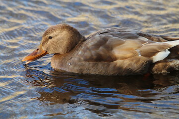 A stunning portrait of a duck at the lake
