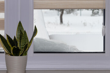 Modern residential window with snow landscape and green plant on a windowsill background