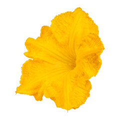 Orange pumpkin flower on a white background.