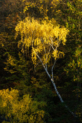 Isolated autumn tree in a forest