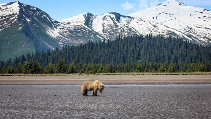 Lake Clark National Park Bear