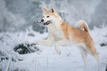 Yasuko - Akita Inu 