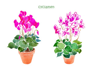 Cyclamen, potted flowers, pink flower, floral illustration, watercolor illustration 
