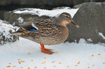 Wild duck mallard female standing on the snow near the rock in winter day getting ready to eat corn. Closeup photo outdoors. Free copy space.