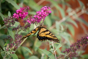 Swallowtail butterfly on a butterfly bush flower close up