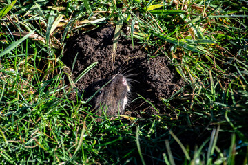 Gopher Hiding in Grassy Hole Bodega Bay California