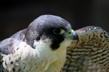 A close up of a Peregrine Falcon