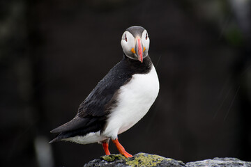 Portrait of an Atlantic puffin, Fratercula arctica, standing on a rock in a black rocky background