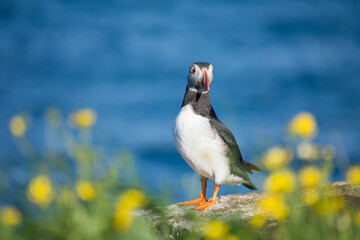 Atlantic puffin, Fratercula arctica, standing on a rock and surrounded by yellow flowers and the blue sea as a background