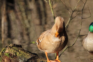 A stunning portrait of a duck at the lake