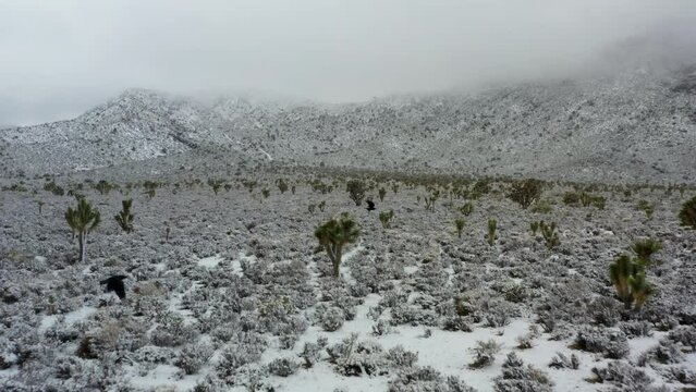 Rare desert snow storm on Joshua trees, crows flying across scene, medium angle