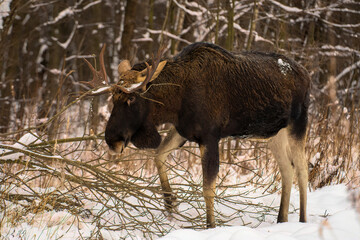elk with a branch on the antlers eats branches of tree in bushes in winter in Elk Island National Park with blurred forest background 