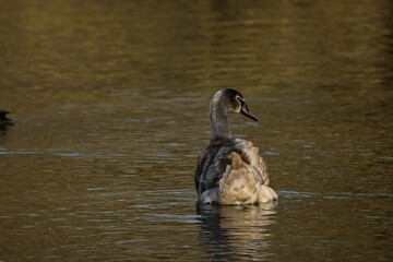 Junger Höckerschwan - Swan - Cygnus olor