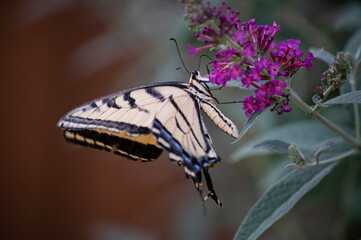 Swallowtail butterfly on a butterfly bush