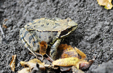 Grass frog (Rana temporaria) in nature
