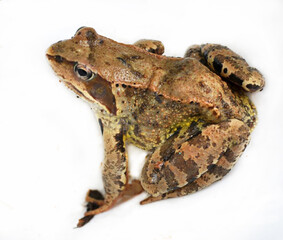 Fototapeta premium Grass frog (Rana temporaria) in nature