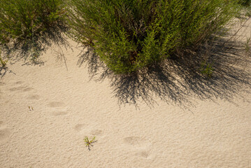 Sand and grass. The shadow from the Plants in the dunes and footprints. Ecology. Text.